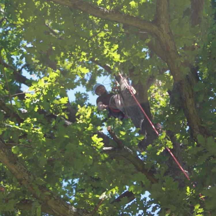 Man near the top of a tree whilst tree climbing
