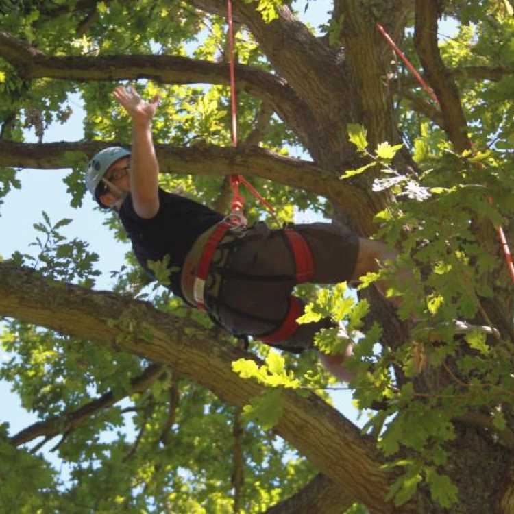 Man waving whilst tree climbing 