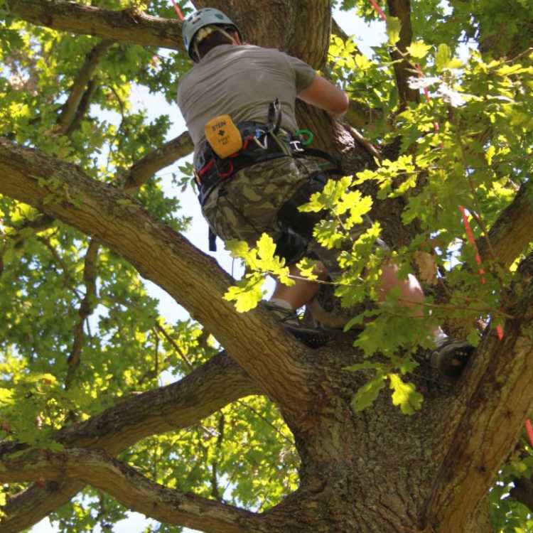 Man doing tree climbing with his gear on