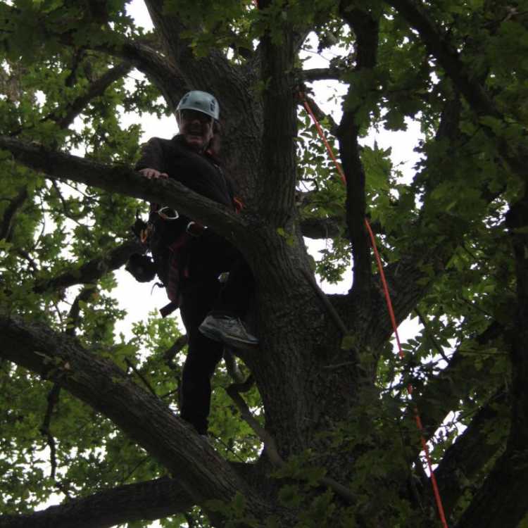 Woman smiling whilst tree climbing 