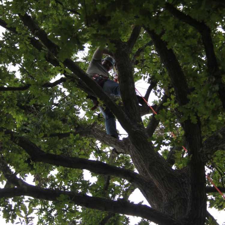 Tree climber very high up the tree smiling