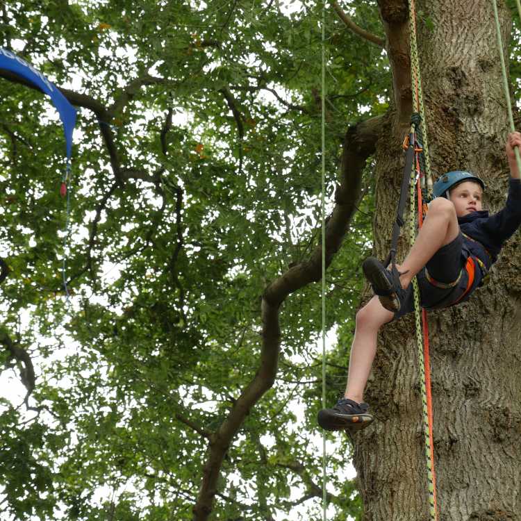 children climbing trees