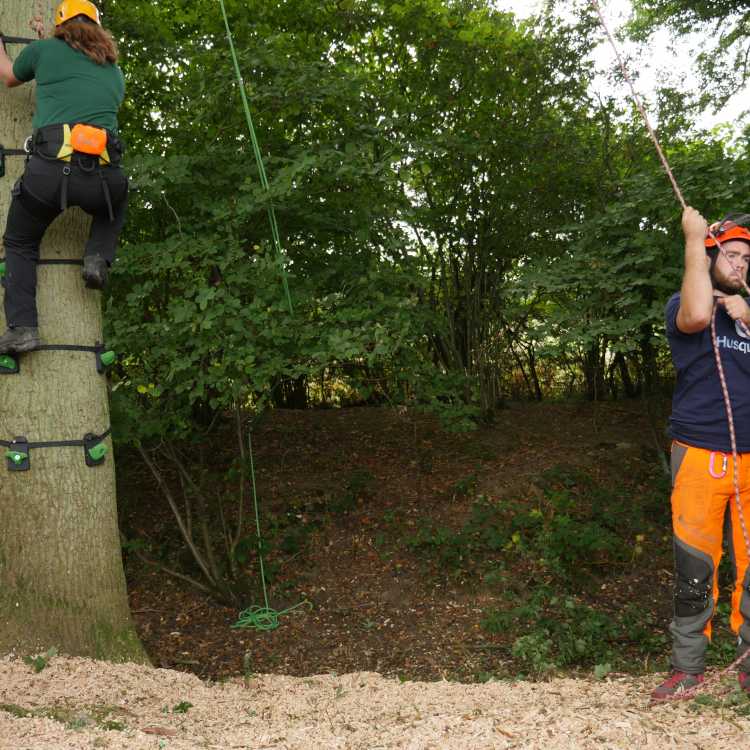 Forestry Commission employees take a break up a tree