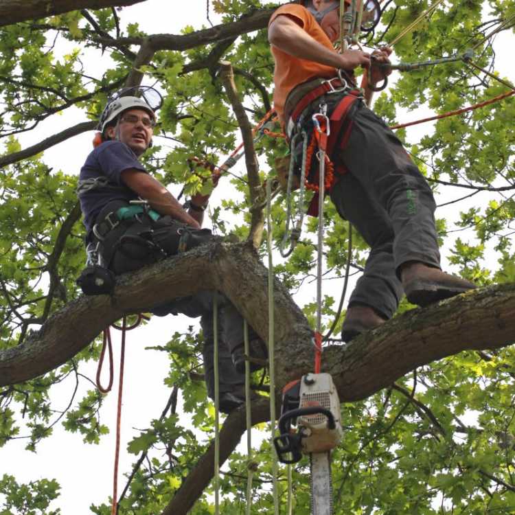 Aerial Treework