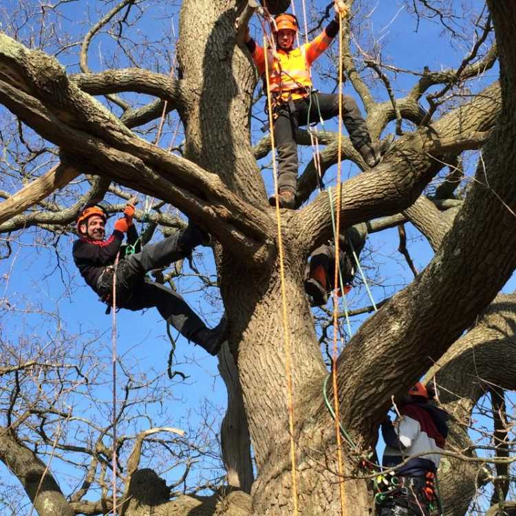 Scott Fraser tree climbing training Kent