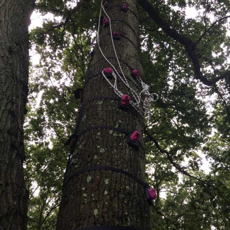 Tree stem climbing holds