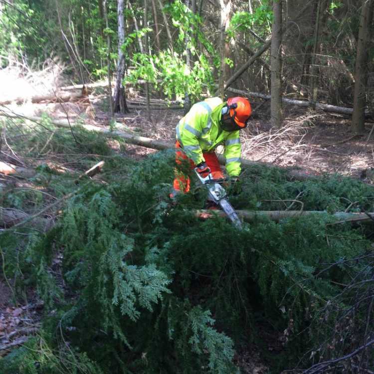 Emergency Treework 