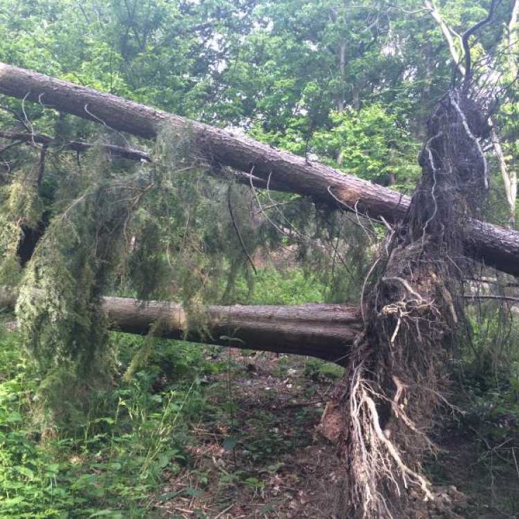 Emergency Treework 