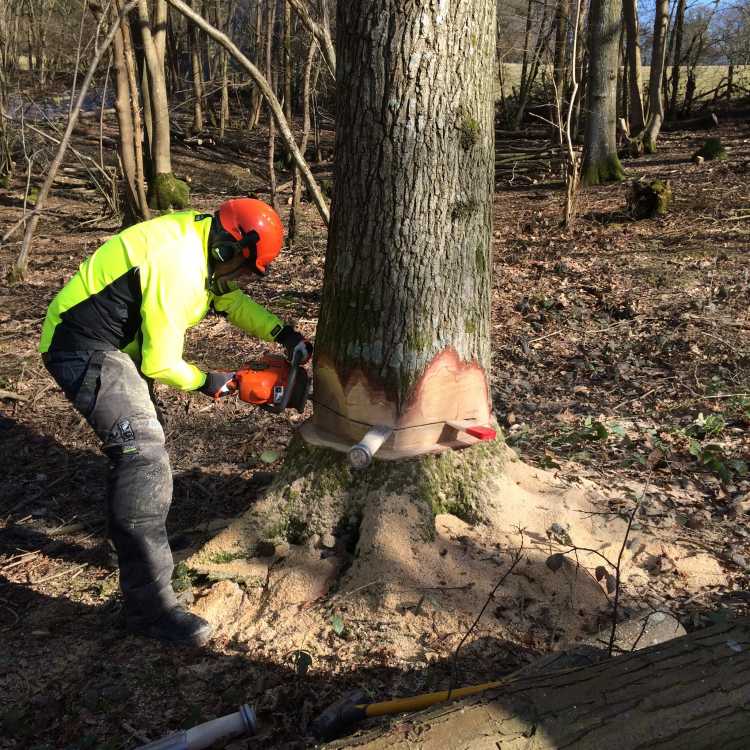 use of felling wedges