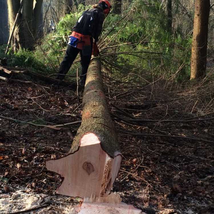 Felling over 380mm scott fraser training in Kent