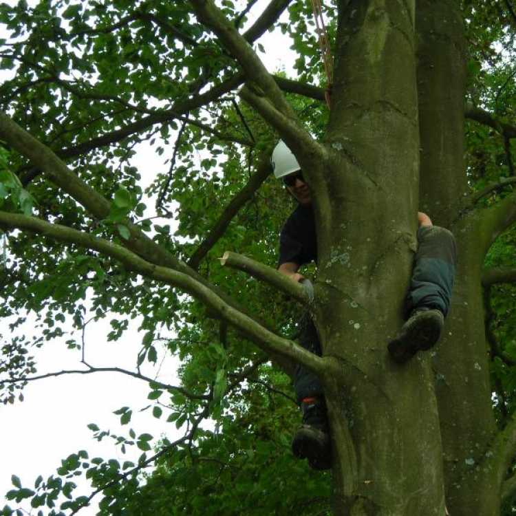 Final Pruning Cut