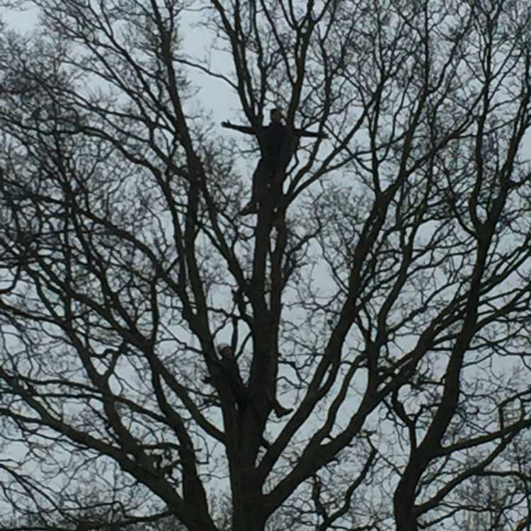 Two experienced tree climbers conducting L2 aerial treework at heights on a calm winters day