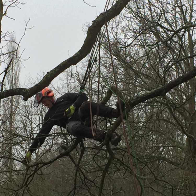 taking part in our tree climbing course 