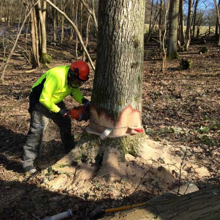 Large Felling scott fraser training in Kent