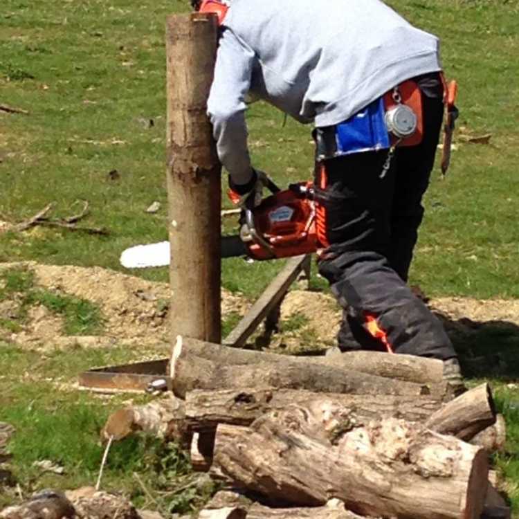 Standard felling cut practice