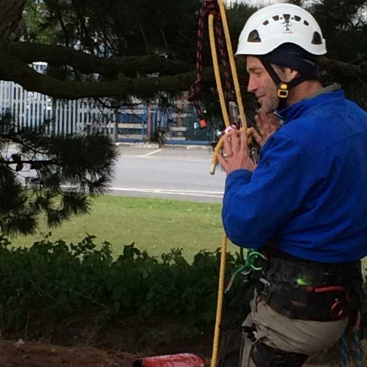 Kevin Bingham explains tree climbing evolution - split tail