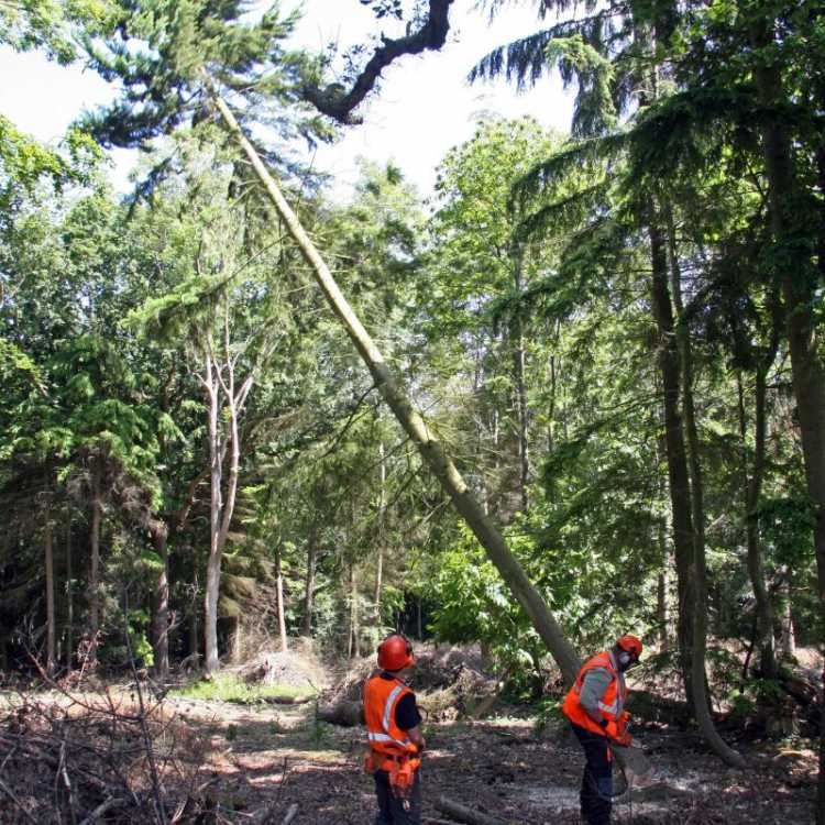 tree felling