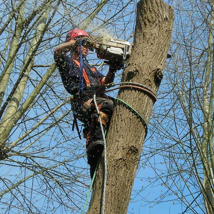 Advanced Treework cutting