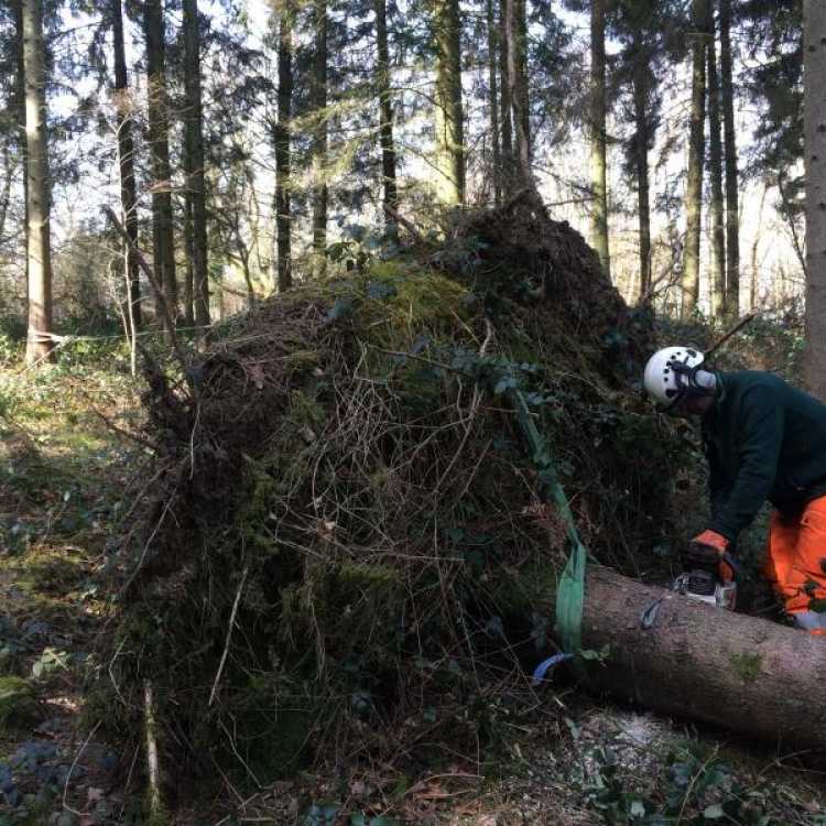 windblown trees training