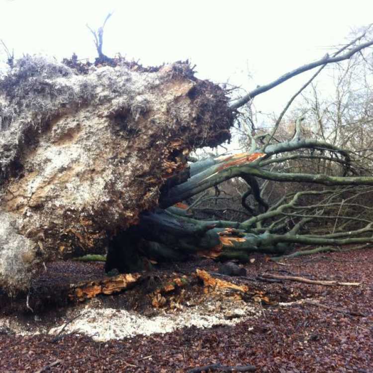 windblown tree Hampshire