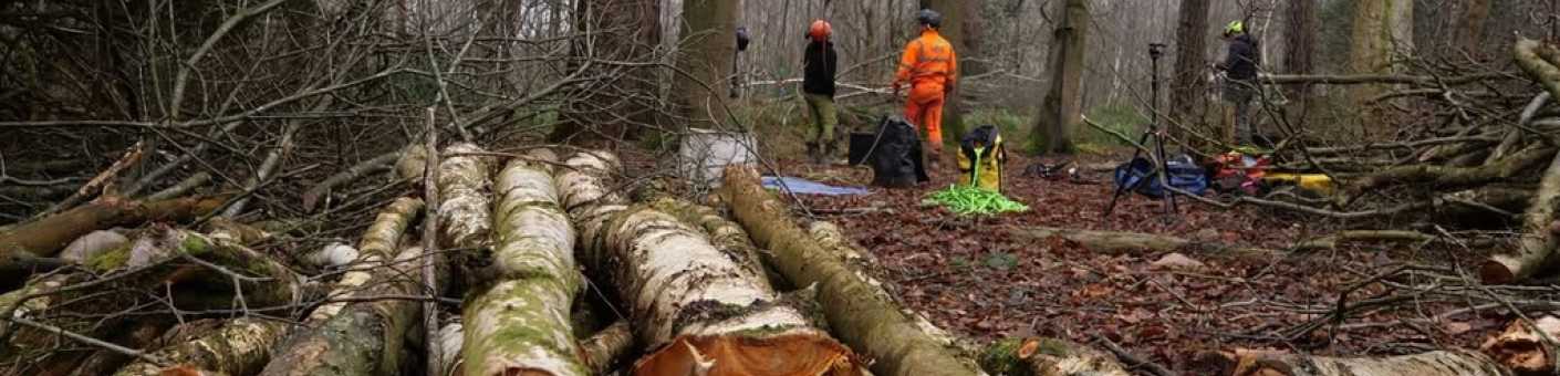 felling trees