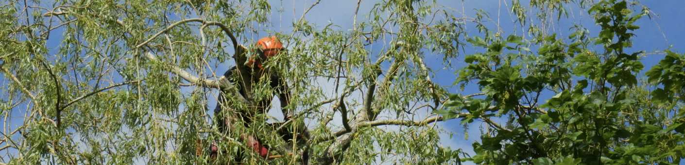 tree surgery course