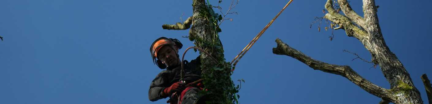 City & Guilds Tree climbing