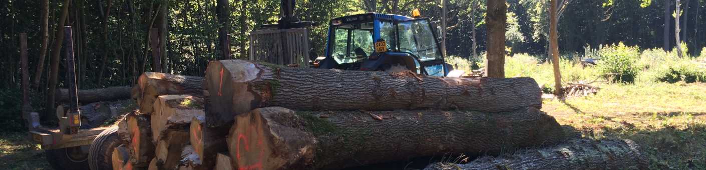Chopped log on the ground