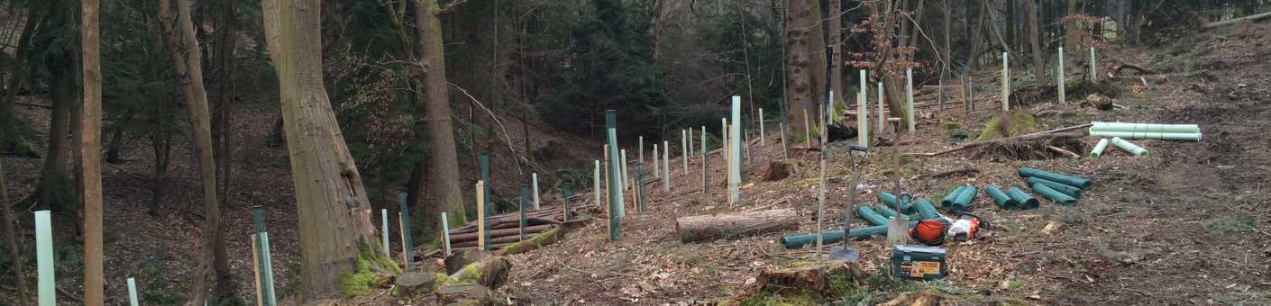 Scott Fraser Training team planting new trees on a site