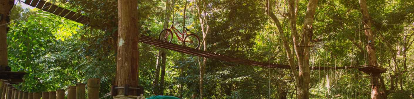 A view of one of the many Go Climb a Tree trails