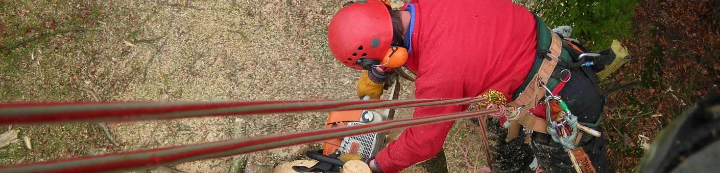 An experienced tree surgeon wearing a red safety jacket and helmet, tree felling on the peak of a big oak tree.