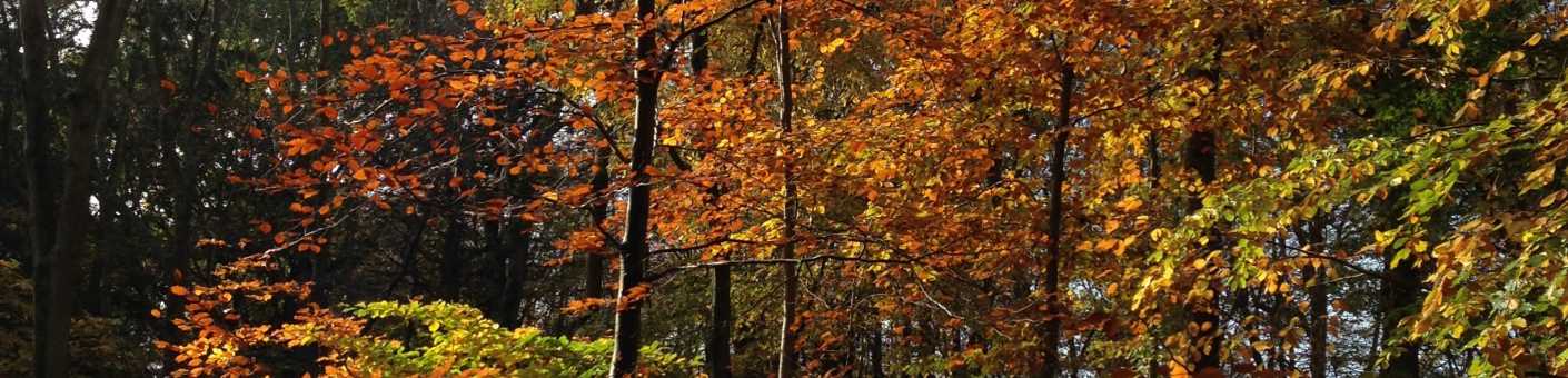 Woodland during Autumn