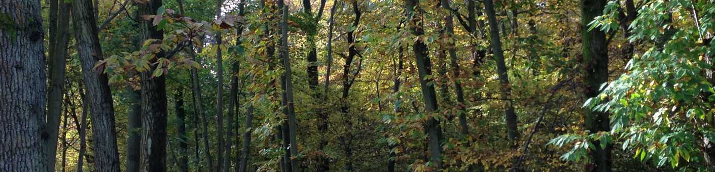 Woodland during Autumn