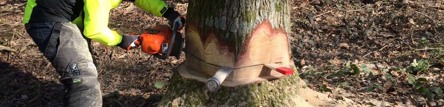 Tree cutter cutting the bottom of a tree