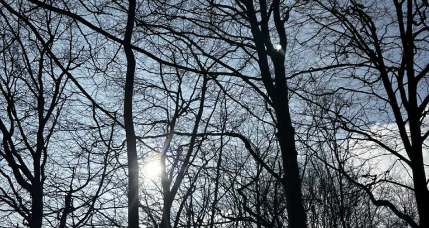 felling site