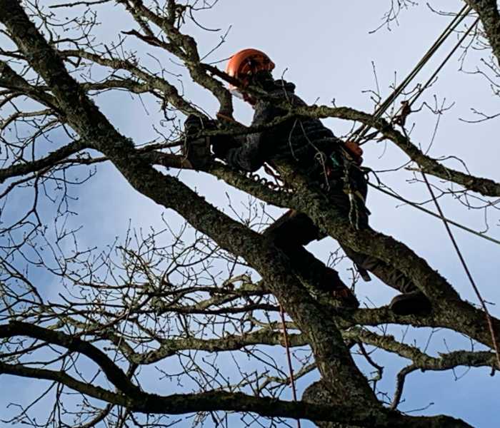Why the five steps aren't enough. Part 2 of our risk assessment series covers SFARP, suitable and sufficient, the principles of prevention and the hierarchy of controls for arborists and forestry operators.