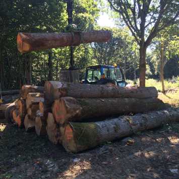 Chopped log on the ground