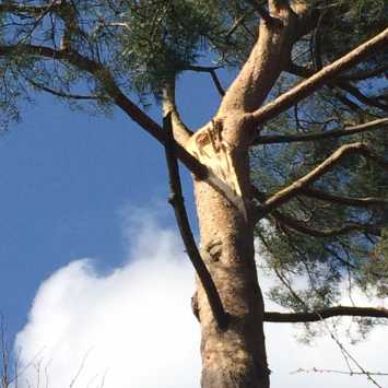 Ground view of a fully grown tree