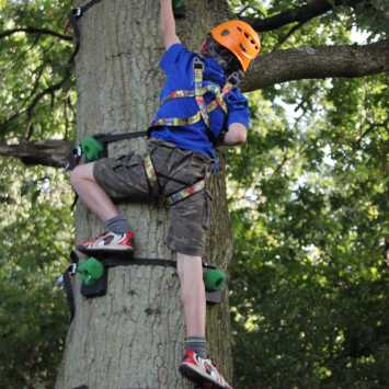 Tree climbing experience