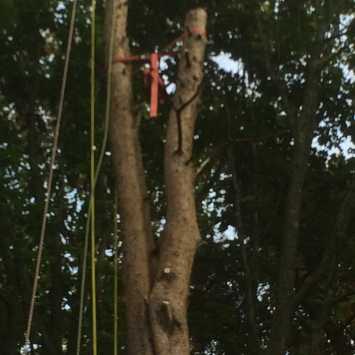 Scots pine weak fork braced during takedown