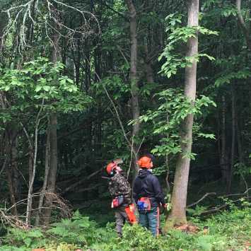 Preparing for felling trees over 380mm