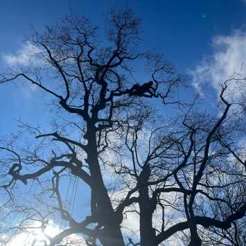 Aerial Cutting Oak work position