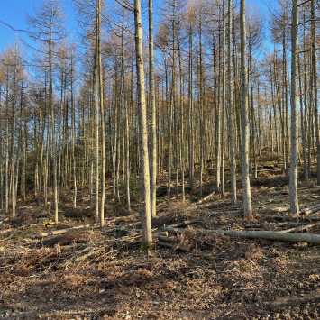 Thinned Larch plantation