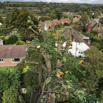 Tree surgery Contracting Groombridge Sussex