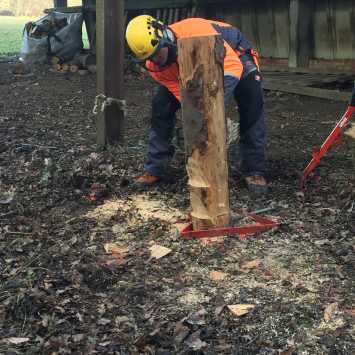 felling trees up to 380mm practice