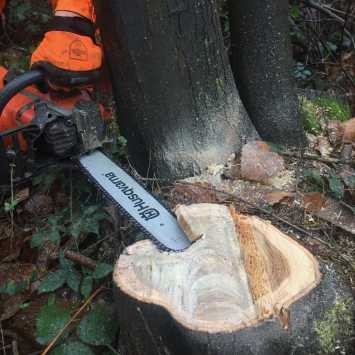 Small trees felling cut