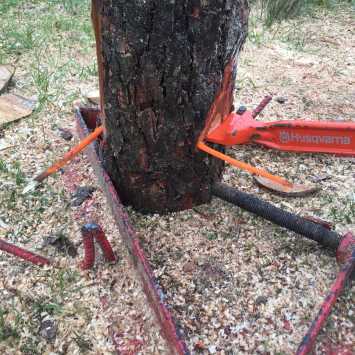 City & Guilds felling trees up to 380mm