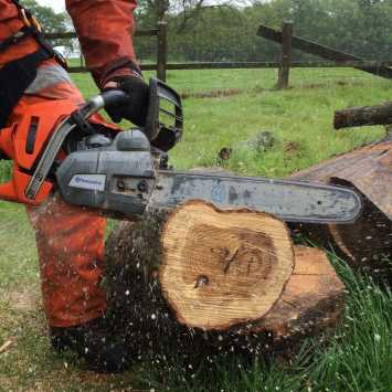 Ground Based Chainsaw cutting through part of a tree