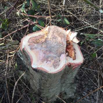 Felling trees up to 380mm