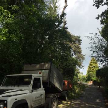 Tree Surgery Contracting Mayfield Sussex